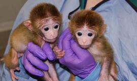 JAV pirmą kartą gimė genetiškai modifikuotos beždžionės