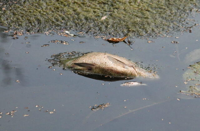 Žuvys Klaipėdos rajono ežere gaišta dėl deguonies stygiaus