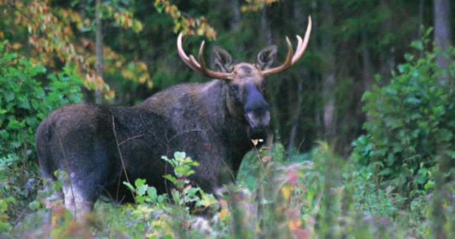 Automobiliui susidūrus su briedžiu žuvo vairuotojas