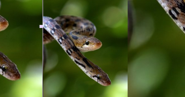 Kasdien nuodingos gyvatės sugelia 7 400 žmonių