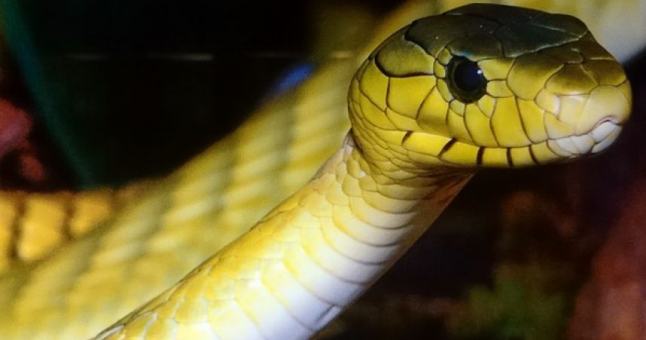 2021-ųjų metų kinų horoskopas: Gyvatė