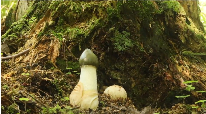 Grybas didina vyrų potenciją ir moterų vaisingumą