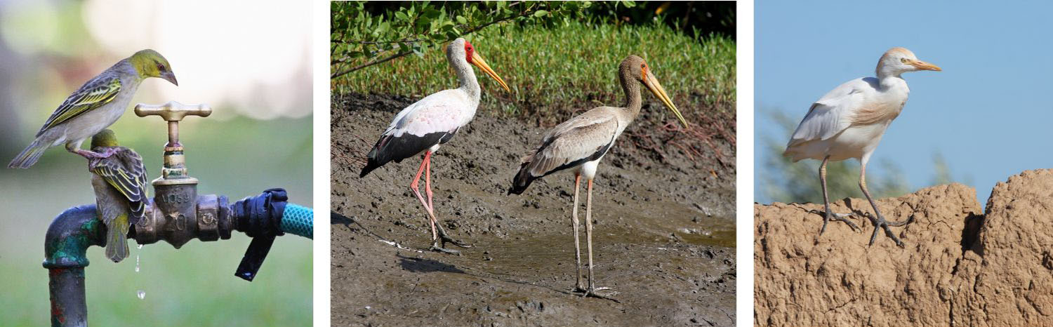 Ornitologas: „Nemuno delta galėtų būti universitetas gamtoje“