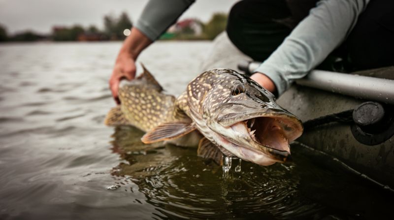 Lydeka populiariausių Lietuvos vandenų žuvų