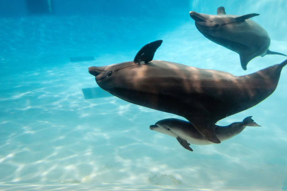 Delfinai, Lietuvos jūrų muziejus