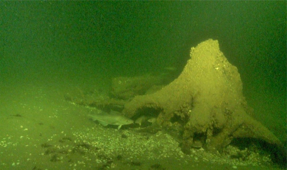 Šioje vietoje prieš 9-11 tūkst. metų į viršų stiebėsi pušys