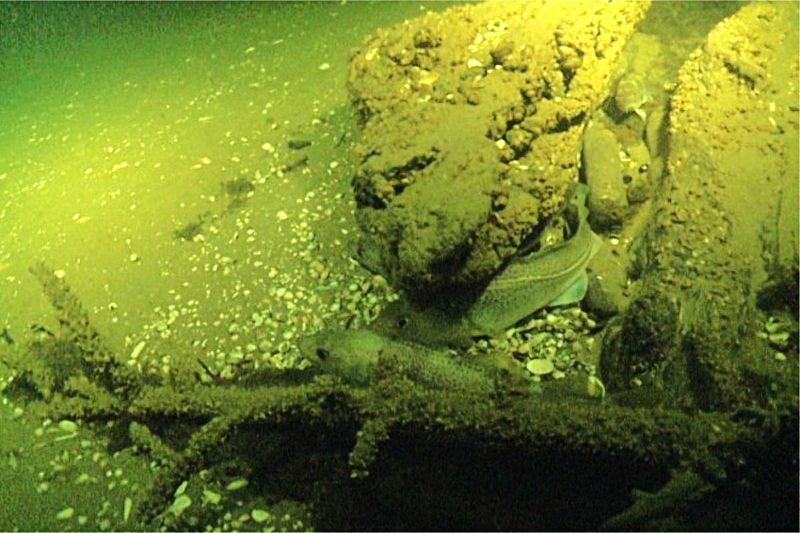 Medienos DNR tyrimai padės išsiaiškinti, iš kur į dabartinę Lietuvos teritoriją po paskutinio ledynmečio atkeliavo žmonės