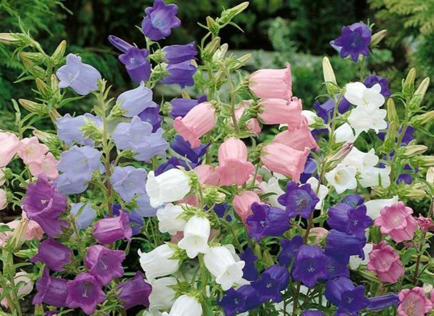 3 gėlės, panašios į varpelius – žydi bet kuriame regione