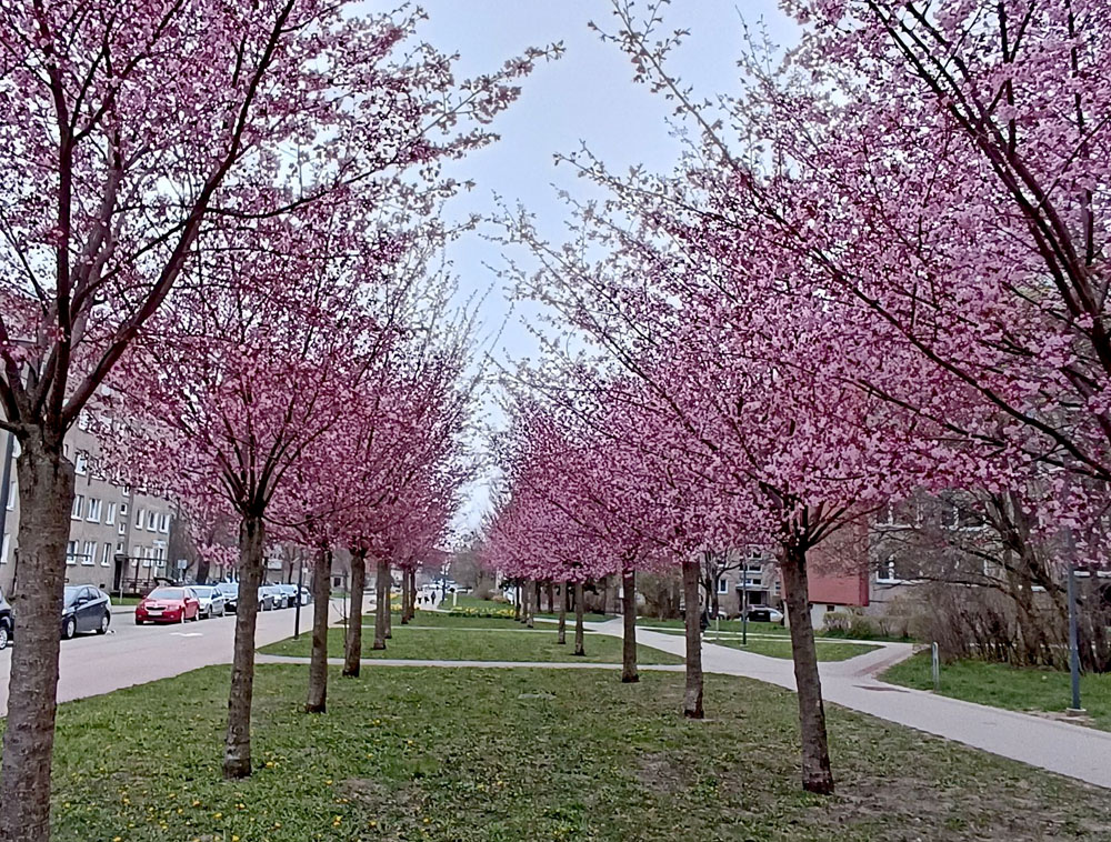 Sakuros, Naujamiesčio gatvė
