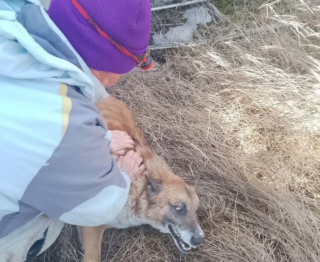 Išgelbėtas šuniukas