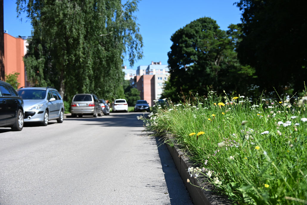 nepjauta žolė, gatvė
