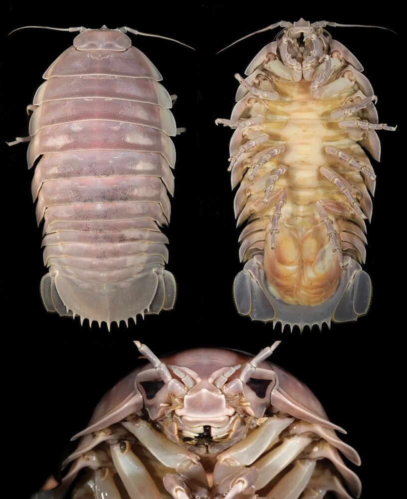 Fosilijos