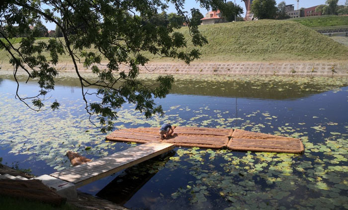 Pav. Atsparios ančių mitybai rūšys – strėlialapė papliauška (Sagittaria sagittifolia), vilkdalgis (Iris pseudacorus), įvairios viksvos ir kiti aštresnius lapus turintys vandens augalai.