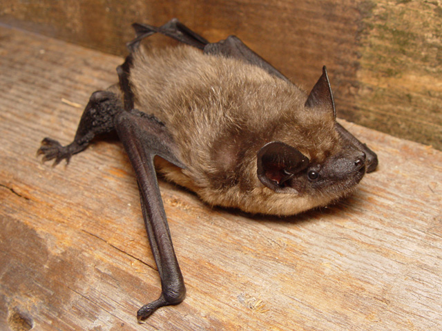  Vėlyvasis šikšnys – dažniausia ir didžiausia šikšnosparnių rūšis Lietuvoje (Gintauto Steiblio, ŠALD nuotrauka).