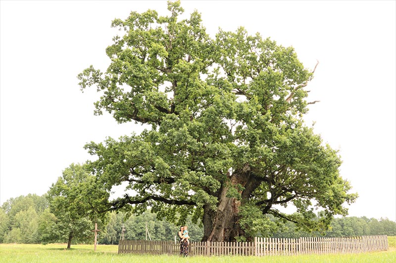Mingėlos ąžuolas. Kalbama, kad jam - 600-700 metų. Šis medis apipintas legendomis apie sergančio senelio aplankyti išėjusį ir vilkų sudraskytą berniuką bei kirvį pakėlusio vyro šmėklą.