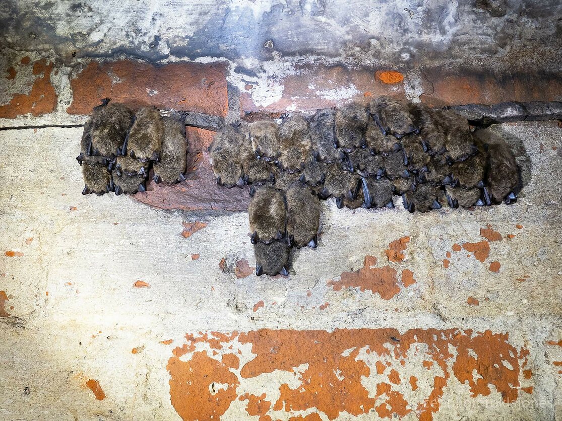 Vandeniniai šikšnosparniai saugiau jaučiasi bendrijoje (ŠALD nuotrauka).