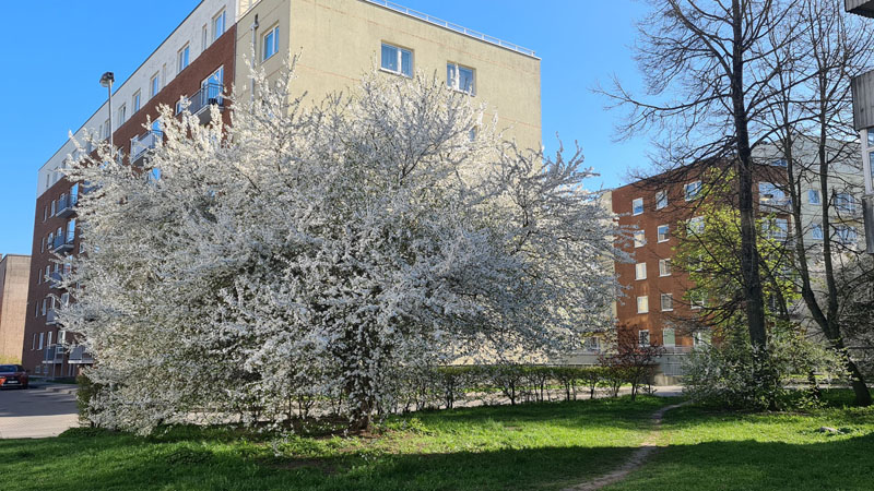 PAVASARIS. Žydintys brandūs medžiai džiugina įvairiose Klaipėdos miesto vietose. Dariaus ČIUŽAUSKO nuotr.
