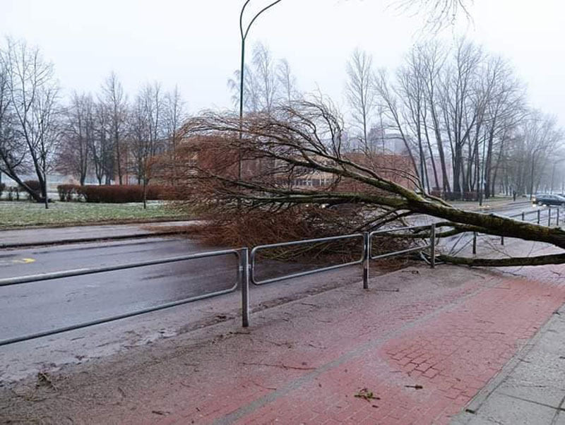 ŽALA. Medžiai virto ir ant automobilių. Pauliaus MATULEVIČIAUS nuotr.