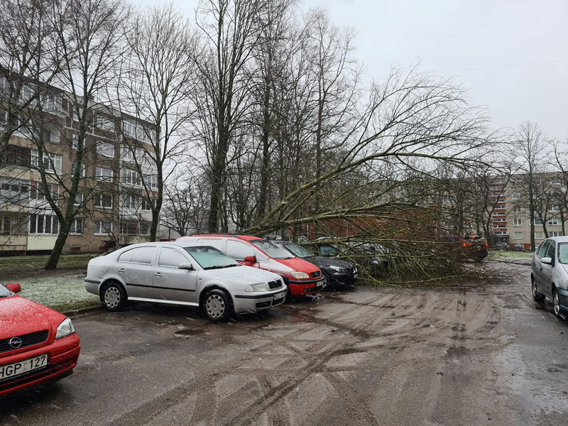 ŽALA. Medžiai virto ir ant automobilių. Pauliaus MATULEVIČIAUS nuotr.