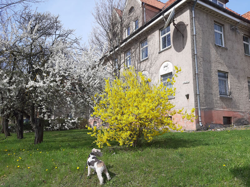 PAVASARIS. Žydintys brandūs medžiai džiugina įvairiose Klaipėdos miesto vietose. Džiugo LUKOŠEVIČIAUS nuotr.