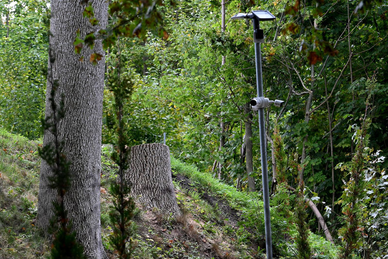 AKIVAIZDU. Dienraščio "Vakarų ekspresas" fotožurnalistei pavyko užfiksuoti ir išverstą medį, ir kelmą.   