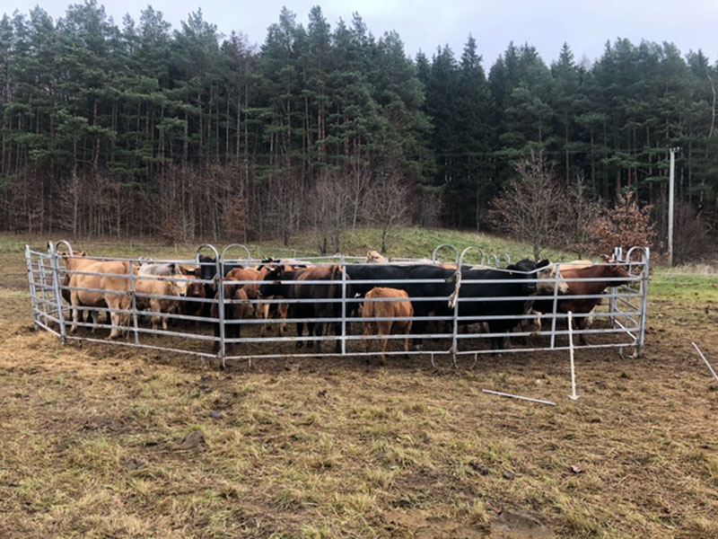POTVYNIS. Kol išgelbėtos karvės buvo suvarytos į saugų aptvarą, apsemtoje pievoje jų laikinu prieglobsčiu tapusią salelę netrukus užliejo pakilęs Minijos vanduo.