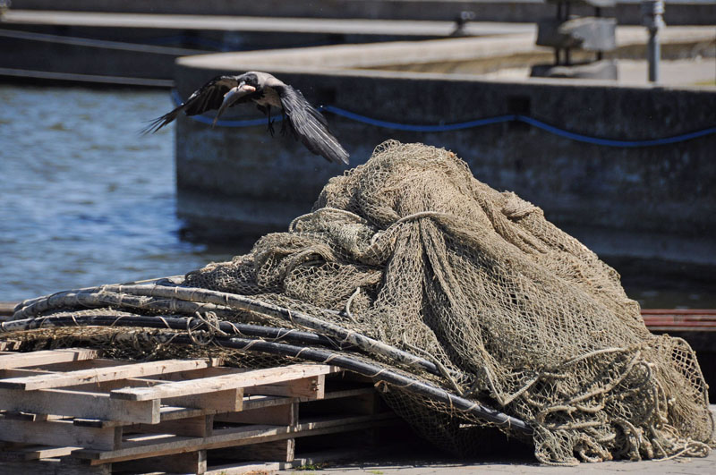 NEŽINIA. Kuršių marių žvejai dar nežino, koks bus jų likimas: mažins žvejybą mariose ar visai uždraus. 