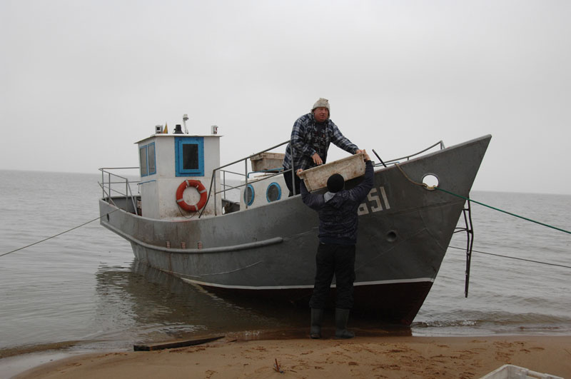 TIKINA. Kuršių marių žvejai verslininkai tikina, kad jie mariose sugauna mažiau žuvų nei žvejai mėgėjai. 