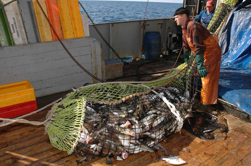 LAIMIKIS. 2020 metais Lietuvos žvejybos įmonės Baltijos jūroje (įskaitant priekrantę) sugavo 17 064 tonas įvairių rūšių žuvų. 