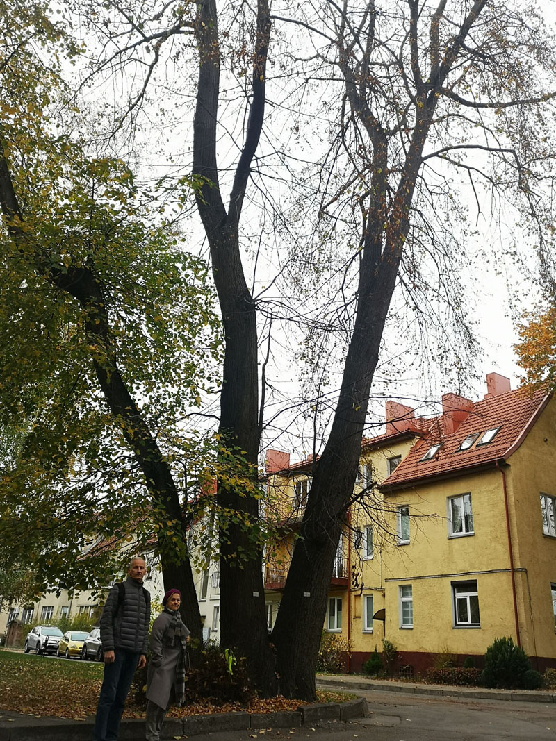 Johano Zembrickio gatvės 7-9 namo ir Dariaus ir Girėno gatvės 3-5 namų vidiniame kiemelyje praeivius jaudina dvi didžiulės, į vieną suaugusios mažalapės liepos su atminimo lentelėmis, kuriose įrašas lietuvių ir vokiečių kalbomis: „Gyvas paminklas Mylimoms sesėms, 1939“. Jurgos PETRONYTĖS nuotr.