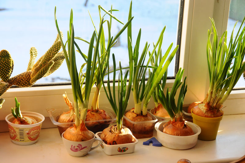 Sakoma, kad svogūnai būtų geri, juos sodinti reikia tuomet, kai danguje kartu nebūna saulės ir mėnulio. 