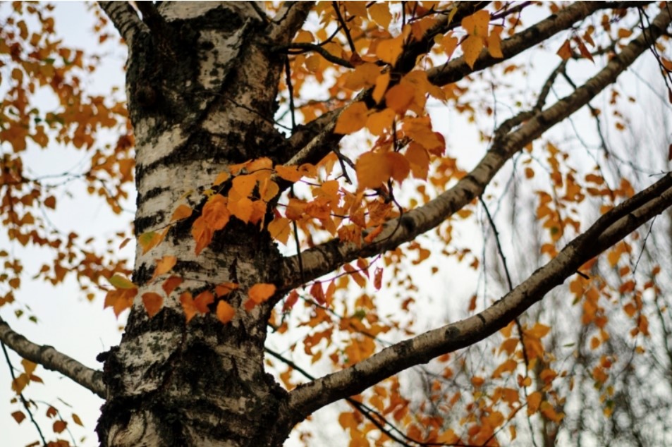 Organizatorių nuotr.