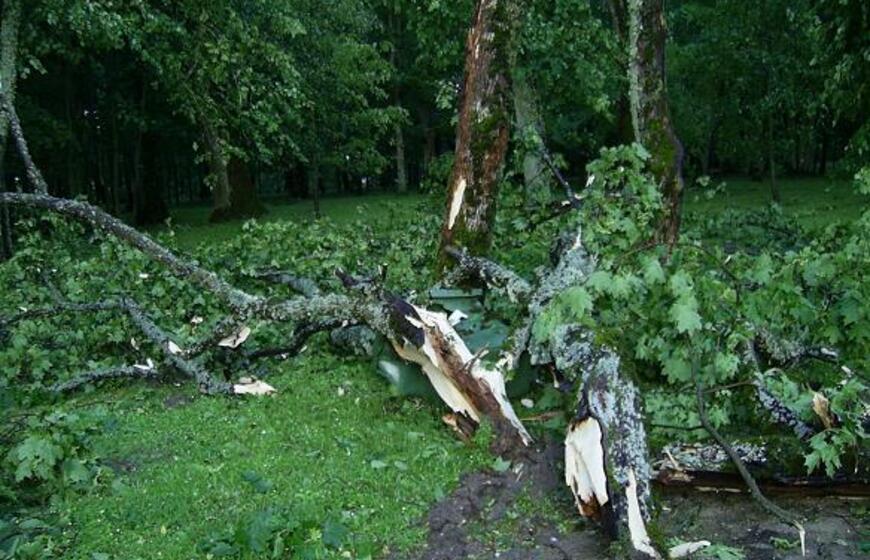 Audra Švėkšnoje penktadienį vartė medžius