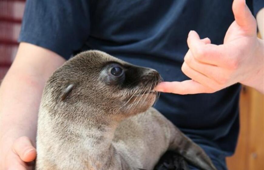 Kadrai iš Kalifornijos jūrų liūtės Matildos gyvenimo