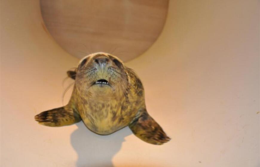 Jūrų muziejuje gimė du ruoniukai