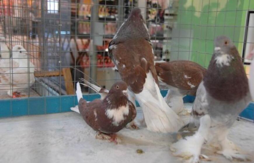 Balandžių paroda "Akropolyje"