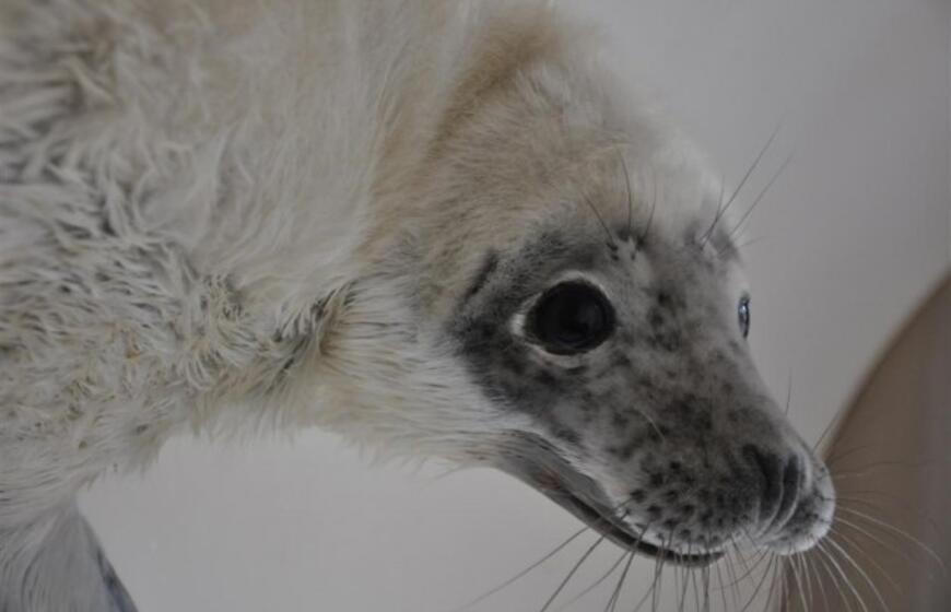 Jūrų muziejuje - dar vienas ruoniukas