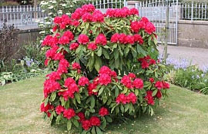 Rododendrai - rožių medžiai