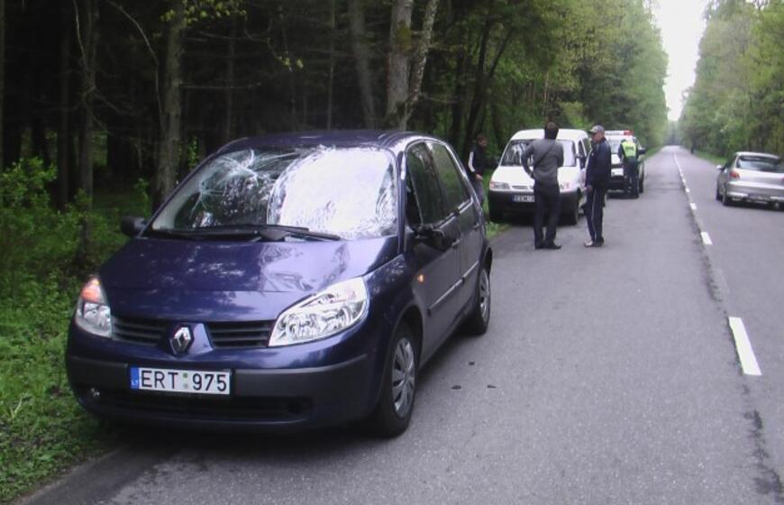 Kelyje į Girulius krito briedis