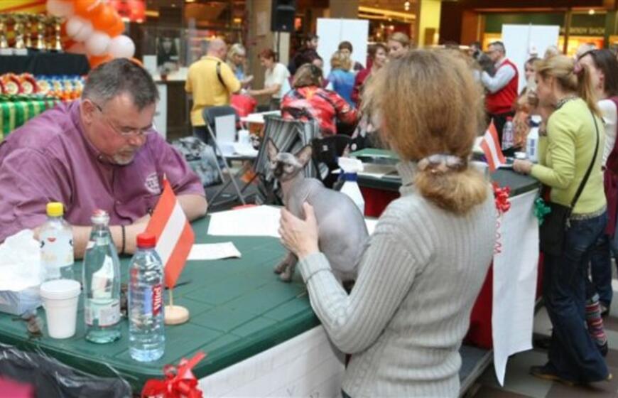 Kačių parodoje pasaulio čempionų titulai atiteko sfinksams bei Meino meškėnui