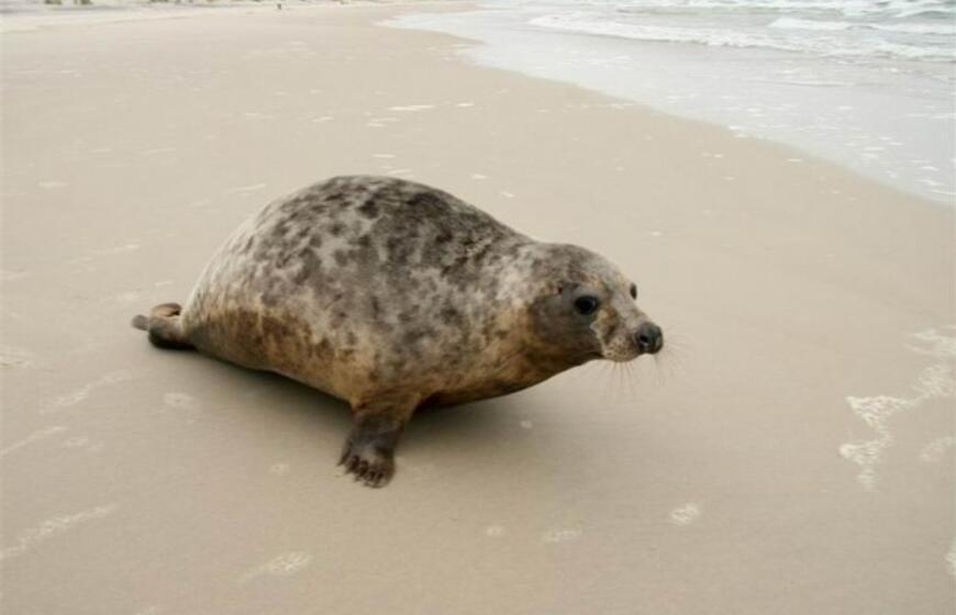 Į Baltijos jūrą paleisti ruoniukai