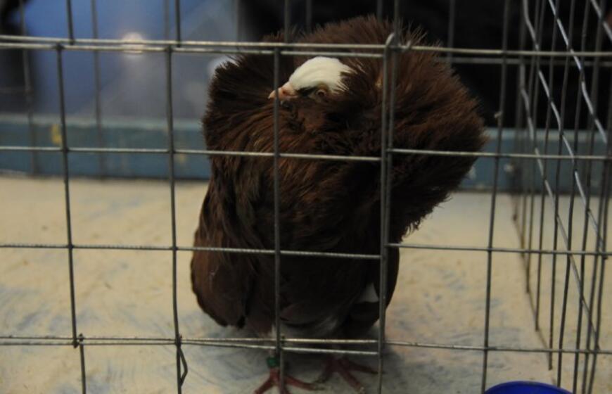 Su paukščiais burkavo ne tik vaikai