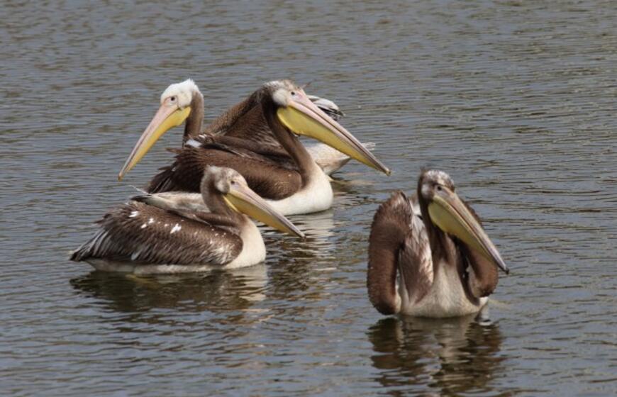 Jūrų muziejuje - egzotiškieji pelikanai