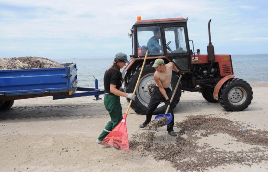 Iš paplūdimių šalinami karkvabaliai