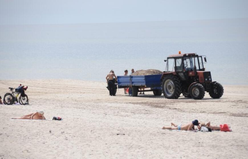 Iš paplūdimių šalinami karkvabaliai