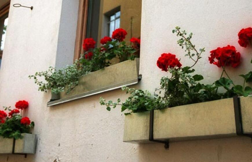 Augalų galia. Kam kvepia pelargonijos
