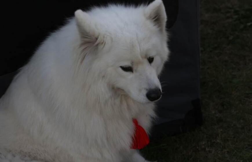 Gargžduose - Pasaulinės gyvūnų dienos šventė