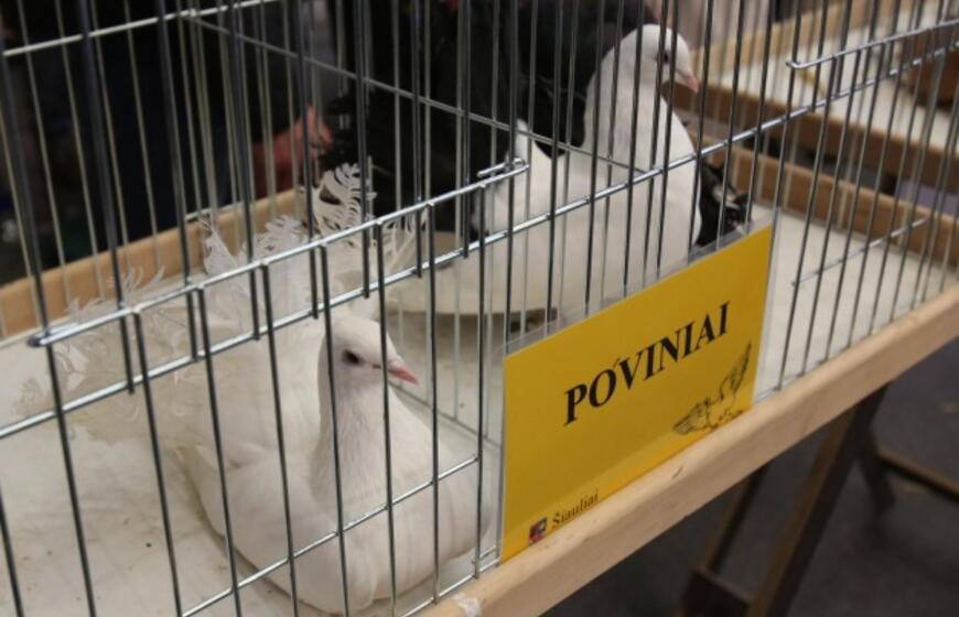 Tarptautinė dekoratyvinių vištų, balandžių bei triušių paroda "Akropolyje"