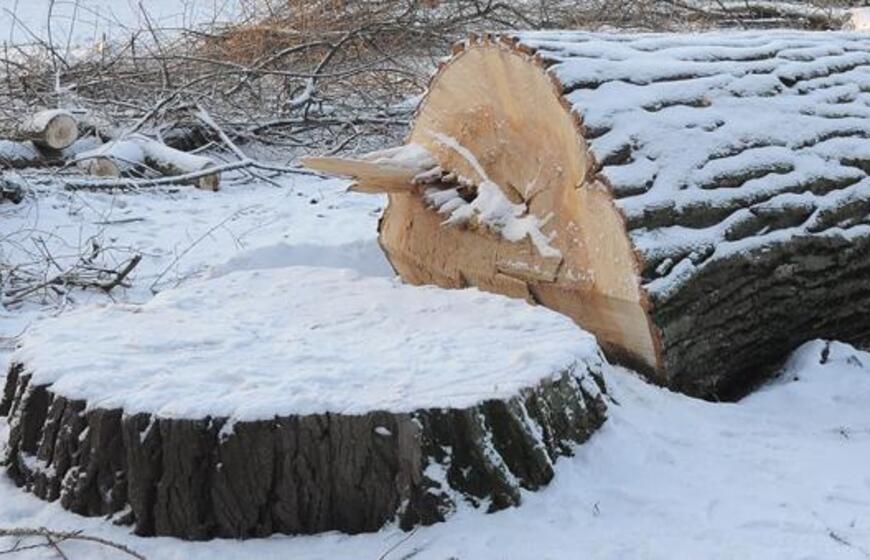 Nuvirtęs medis pražudė darbininką