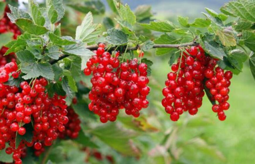 Serbentų tręšimas pavasarį